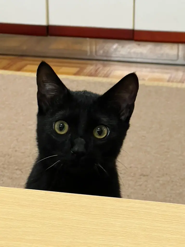 1A75C420-1D00-4F3A-89A2-3706B43C5A6B_1_105_c